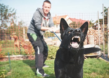 dog attack