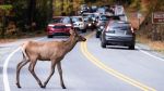 Liability in Car Accidents Caused by Animals.